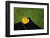 Lily pad on pond, 2020, (photograph)-Ant Smith-Framed Photographic Print