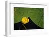 Lily pad on pond, 2020, (photograph)-Ant Smith-Framed Photographic Print