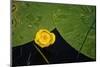 Lily pad on pond, 2020, (photograph)-Ant Smith-Mounted Photographic Print