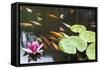 Lily Pad Pink Flower in Koi Pond-jpldesigns-Framed Stretched Canvas