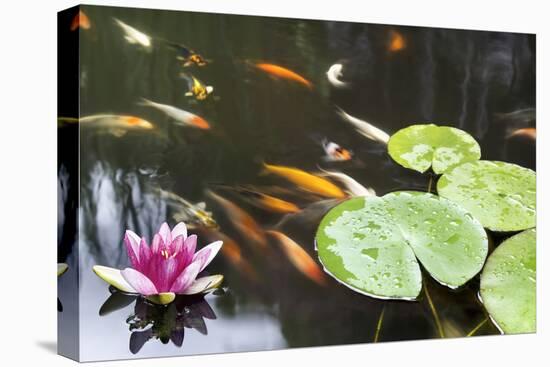 Lily Pad Pink Flower in Koi Pond-jpldesigns-Stretched Canvas