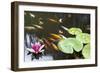 Lily Pad Pink Flower in Koi Pond-jpldesigns-Framed Photographic Print