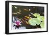 Lily Pad Pink Flower in Koi Pond-jpldesigns-Framed Photographic Print