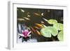 Lily Pad Pink Flower in Koi Pond-jpldesigns-Framed Photographic Print