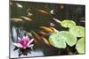 Lily Pad Pink Flower in Koi Pond-jpldesigns-Mounted Photographic Print