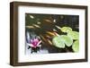 Lily Pad Pink Flower in Koi Pond-jpldesigns-Framed Photographic Print