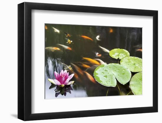 Lily Pad Pink Flower in Koi Pond-jpldesigns-Framed Photographic Print