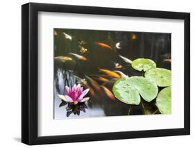 Lily Pad Pink Flower in Koi Pond-jpldesigns-Framed Photographic Print