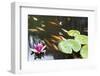 Lily Pad Pink Flower in Koi Pond-jpldesigns-Framed Photographic Print