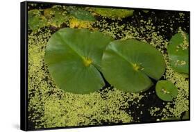 Lily Pad Pond-Steve Gadomski-Framed Stretched Canvas