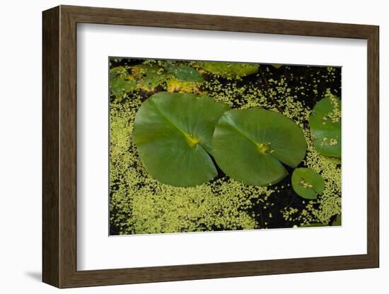 Lily Pad Pond-Steve Gadomski-Framed Photographic Print