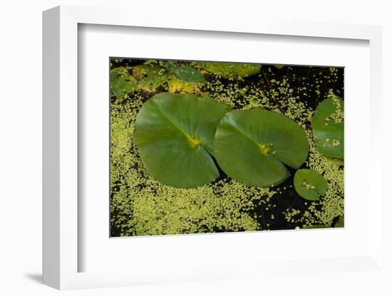 Lily Pad Pond-Steve Gadomski-Framed Photographic Print