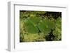 Lily Pad Pond-Steve Gadomski-Framed Photographic Print