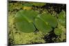 Lily Pad Pond-Steve Gadomski-Mounted Photographic Print