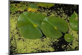 Lily Pad Pond-Steve Gadomski-Mounted Photographic Print