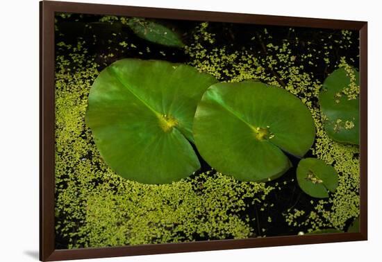 Lily Pad Pond-Steve Gadomski-Framed Photographic Print