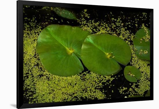 Lily Pad Pond-Steve Gadomski-Framed Photographic Print