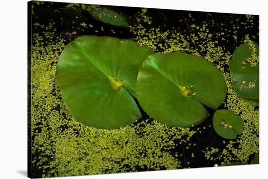 Lily Pad Pond-Steve Gadomski-Stretched Canvas