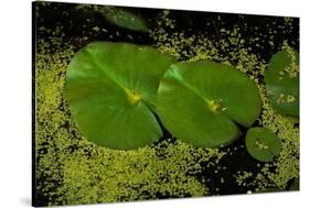 Lily Pad Pond-Steve Gadomski-Stretched Canvas