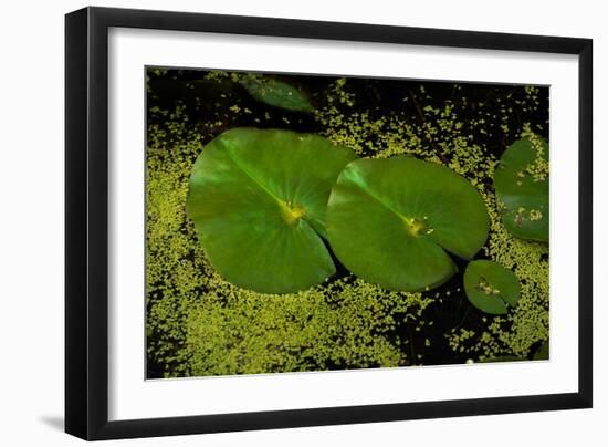 Lily Pad Pond-Steve Gadomski-Framed Photographic Print