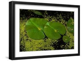 Lily Pad Pond-Steve Gadomski-Framed Photographic Print