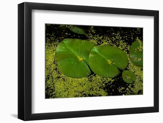 Lily Pad Pond-Steve Gadomski-Framed Photographic Print