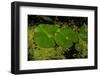 Lily Pad Pond-Steve Gadomski-Framed Photographic Print