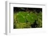 Lily Pad Pond-Steve Gadomski-Framed Photographic Print