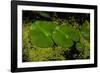 Lily Pad Pond-Steve Gadomski-Framed Photographic Print