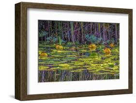 Lily Pads 1-Janet Slater-Framed Photographic Print