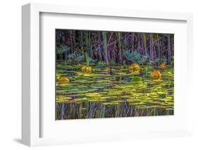 Lily Pads 1-Janet Slater-Framed Photographic Print