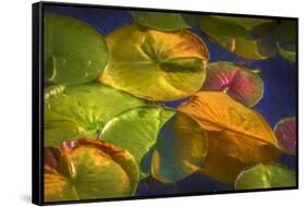 Lily Pads 2-Janet Slater-Framed Stretched Canvas