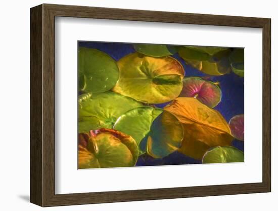 Lily Pads 2-Janet Slater-Framed Photographic Print