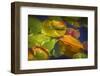 Lily Pads 2-Janet Slater-Framed Photographic Print