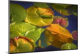 Lily Pads 2-Janet Slater-Mounted Photographic Print