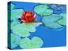 Lily Pads and Flower Blossom-Cindy Kassab-Stretched Canvas