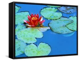Lily Pads and Flower Blossom-Cindy Kassab-Framed Stretched Canvas