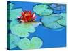Lily Pads and Flower Blossom-Cindy Kassab-Stretched Canvas