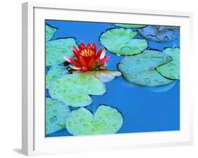 Lily Pads and Flower Blossom-Cindy Kassab-Framed Photographic Print