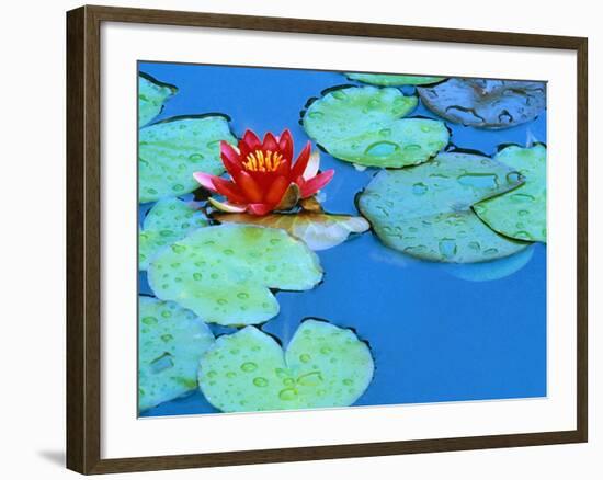 Lily Pads and Flower Blossom-Cindy Kassab-Framed Photographic Print