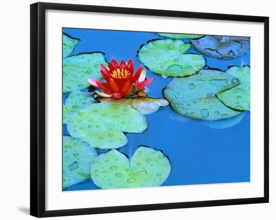 Lily Pads and Flower Blossom-Cindy Kassab-Framed Photographic Print