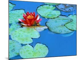 Lily Pads and Flower Blossom-Cindy Kassab-Mounted Photographic Print