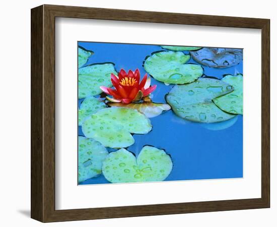 Lily Pads and Flower Blossom-Cindy Kassab-Framed Photographic Print