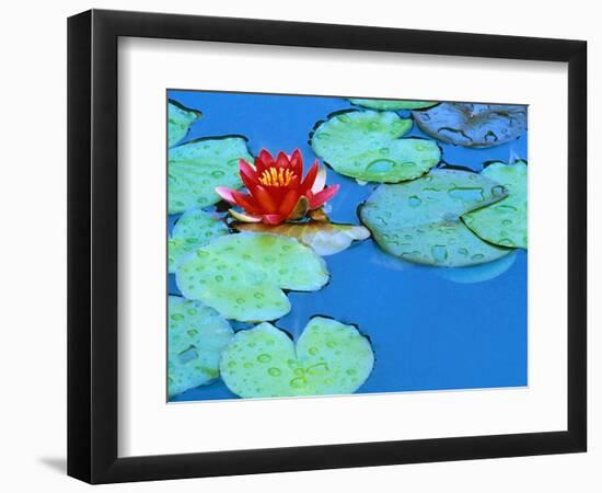 Lily Pads and Flower Blossom-Cindy Kassab-Framed Photographic Print