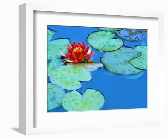 Lily Pads and Flower Blossom-Cindy Kassab-Framed Photographic Print