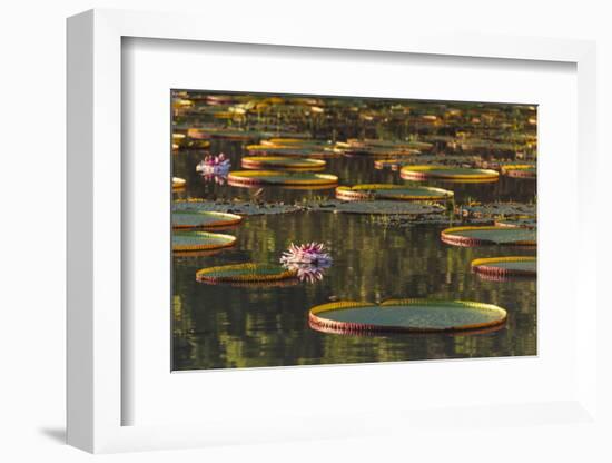 Lily Pads and Flowers on Rupununi River, Southern Guyana-Keren Su-Framed Photographic Print