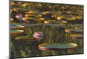 Lily Pads and Flowers on Rupununi River, Southern Guyana-Keren Su-Mounted Photographic Print