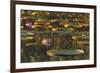 Lily Pads and Flowers on Rupununi River, Southern Guyana-Keren Su-Framed Photographic Print