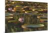 Lily Pads and Flowers on Rupununi River, Southern Guyana-Keren Su-Mounted Premium Photographic Print