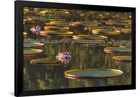 Lily Pads and Flowers on Rupununi River, Southern Guyana-Keren Su-Framed Premium Photographic Print